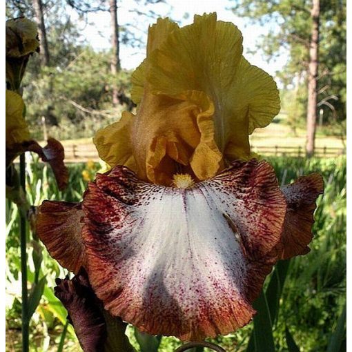 Iris LIVING LEGACY