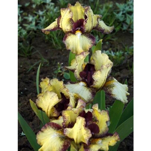 Iris LOOK INSIDE