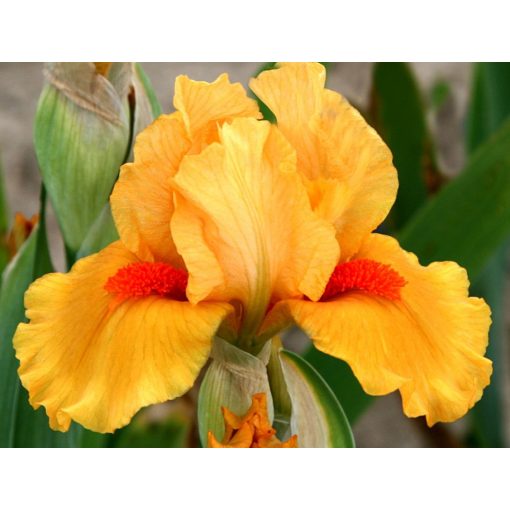 Iris LOTTERY