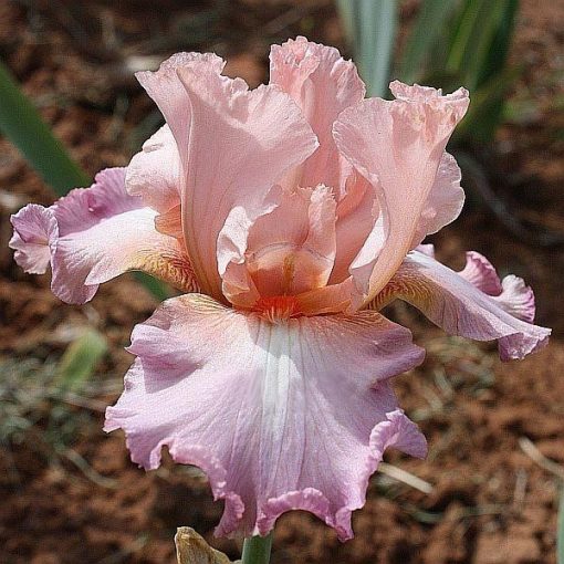 Iris LOVE BALLAD