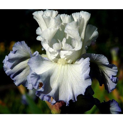 Iris LOVE MATCH