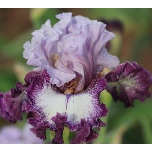 Iris LUCK BE A LADY