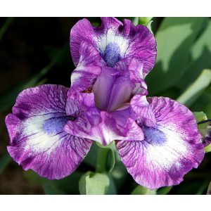 Iris LUCKY