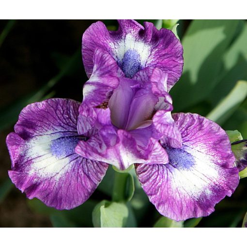 Iris LUCKY