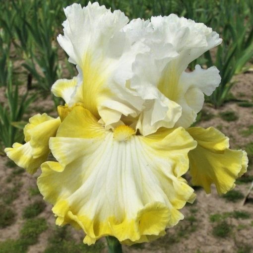 Iris LUNAR RING