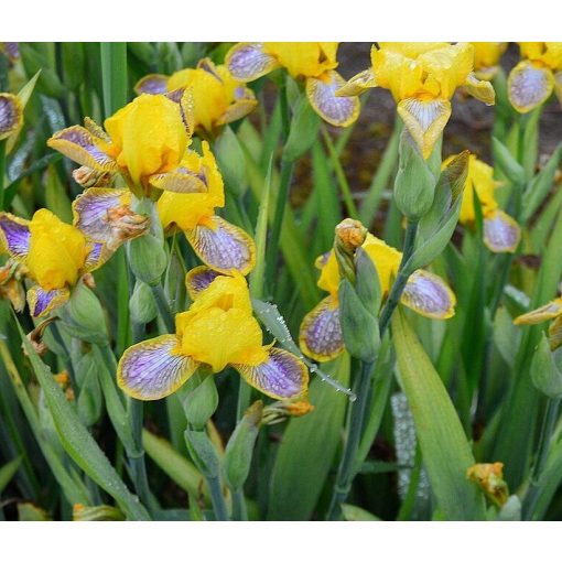 Iris MADAME PRESIDENT