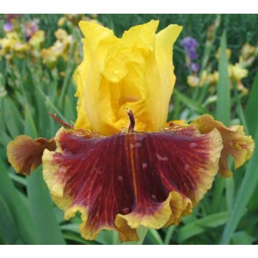 Iris MAGIC LAMP