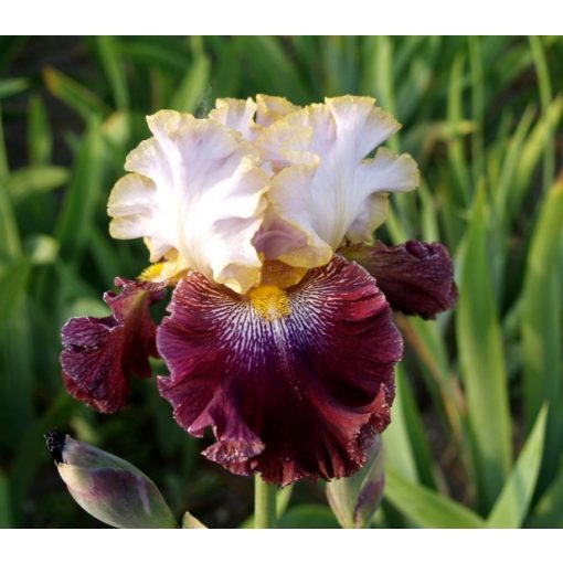 Iris MAGIC MASQUERADE