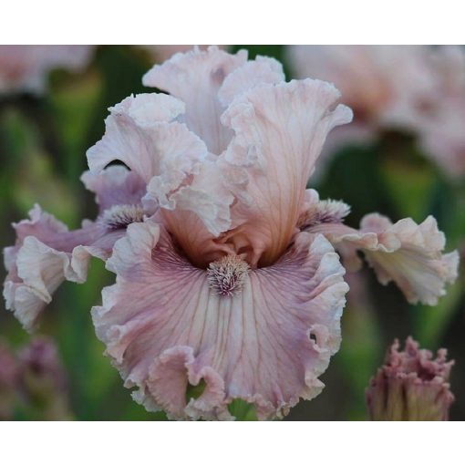 Iris MAGIC TRICK