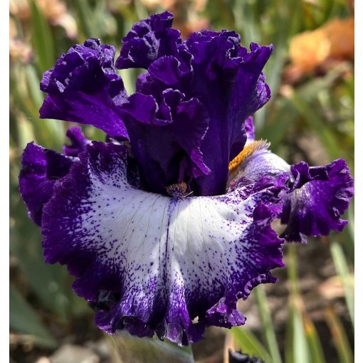 Iris MAGICAL BLUE DEEP