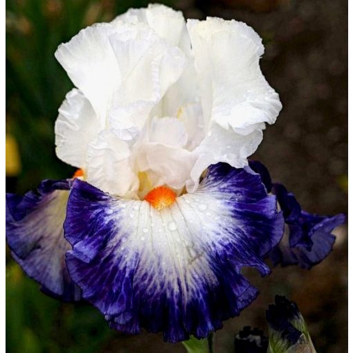 Iris MAGICAL DEEP
