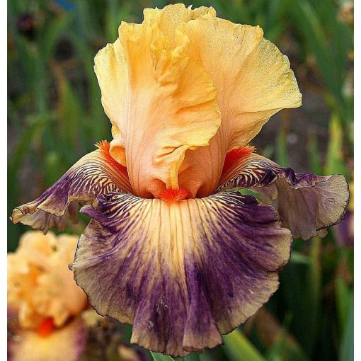 Iris MAGNIFICENT HERITAGE