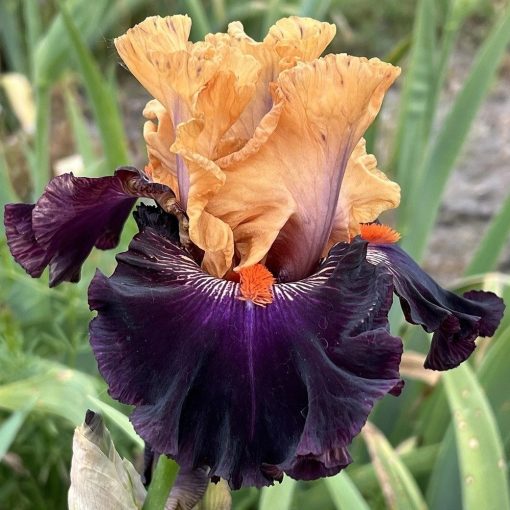 Iris MAHOGANY INLAY