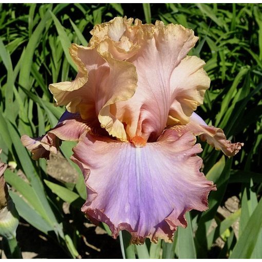 Iris MAKING MEMORIES