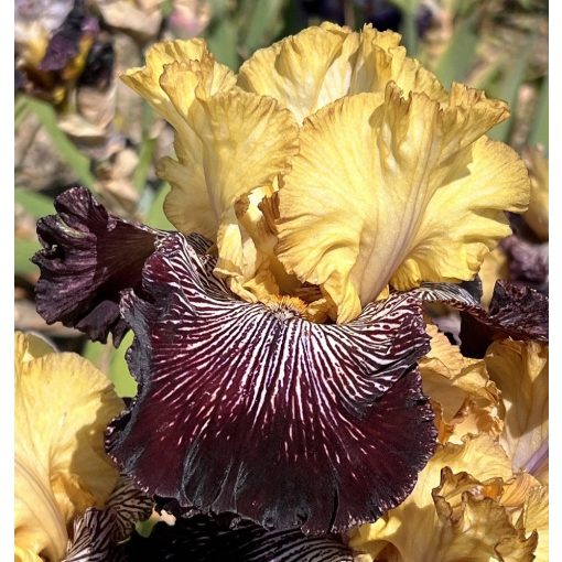 Iris MANGO AND CHOCOLATE