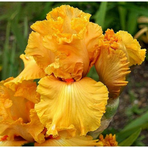 Iris MANGO FRESH