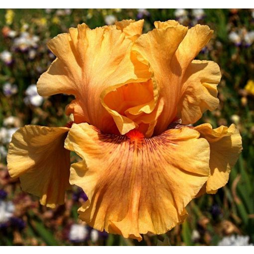 Iris MANGO MARGARITA