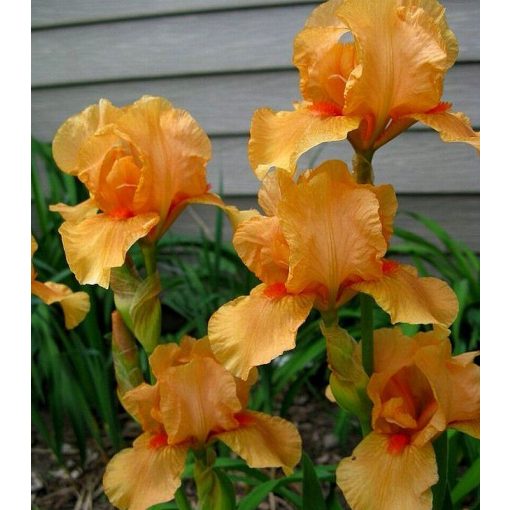 Iris MANY MAHALOS