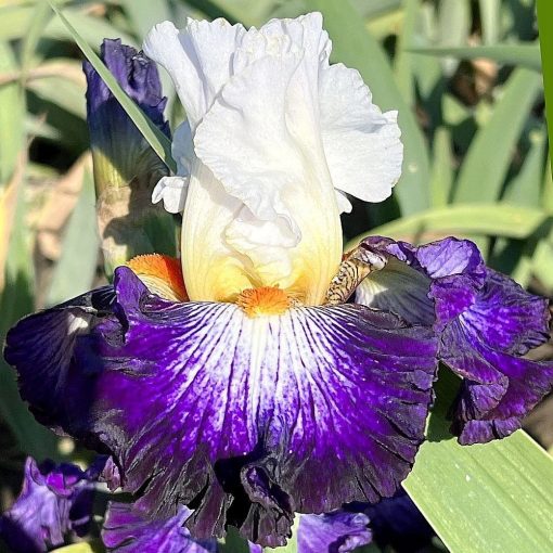 Iris MARBLE BEACH