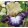 Iris MARGIN CALL