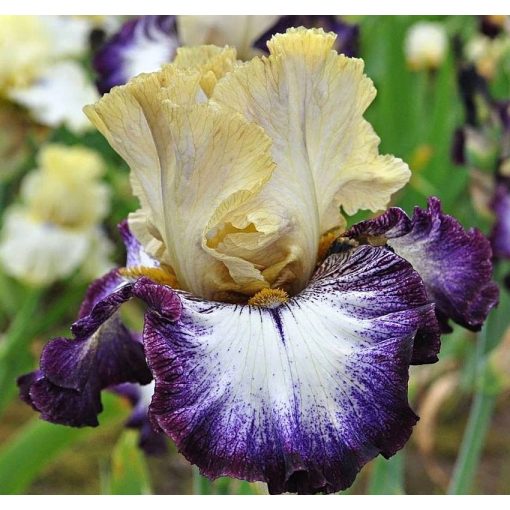 Iris MARGIN CALL