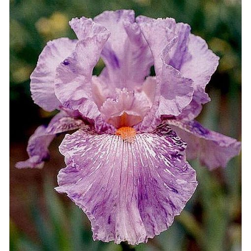 Iris MARIA TORMENA
