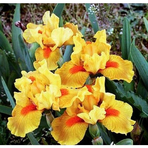 Iris MARKSMAN
