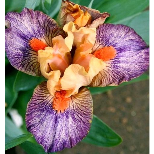 Iris MARTIAN