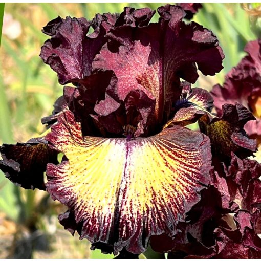 Iris MARTIAN SUNRISE