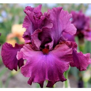 Iris MASTER AT ARMS