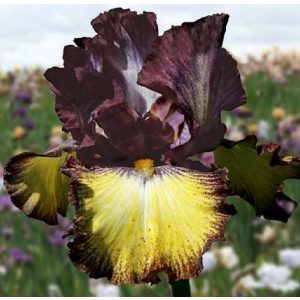 Iris MASTER OF DISGUISE