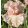 Iris MAY ROMANCE