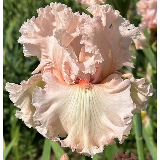 Iris MAY ROMANCE