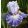 Iris MEDITACE
