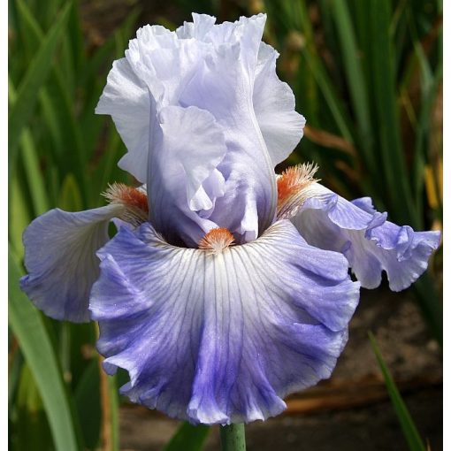 Iris MEDITACE