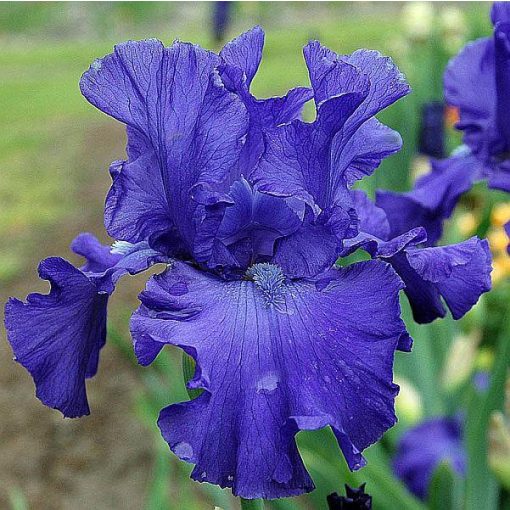 Iris MER DU SUD