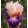 Iris MERRY WIDOW
