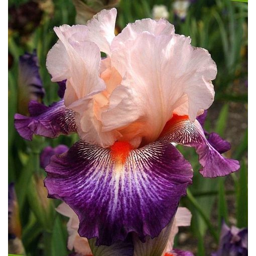 Iris MERRY WIDOW