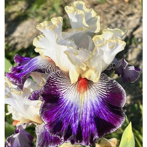 Iris MICKEY MOUSE