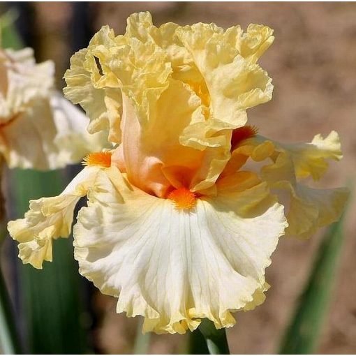Iris MIMOSA