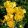 Iris MINTED GOLD
