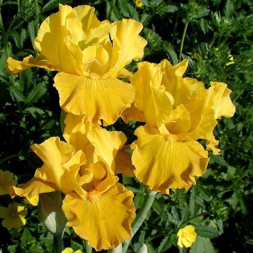 Iris MINTED GOLD