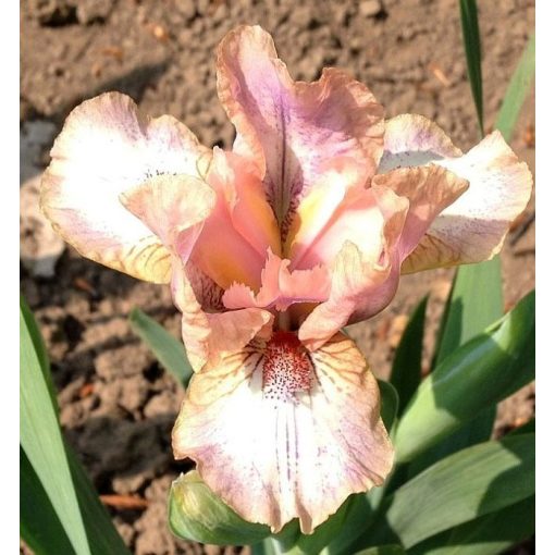 Iris MISCHA