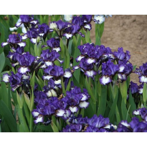Iris MISTER MISTOFFELEES