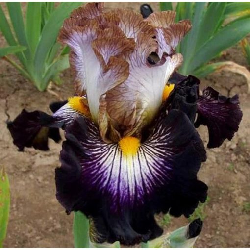 Iris MIXED SIGNALS