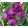 Iris MOBY GRAPE