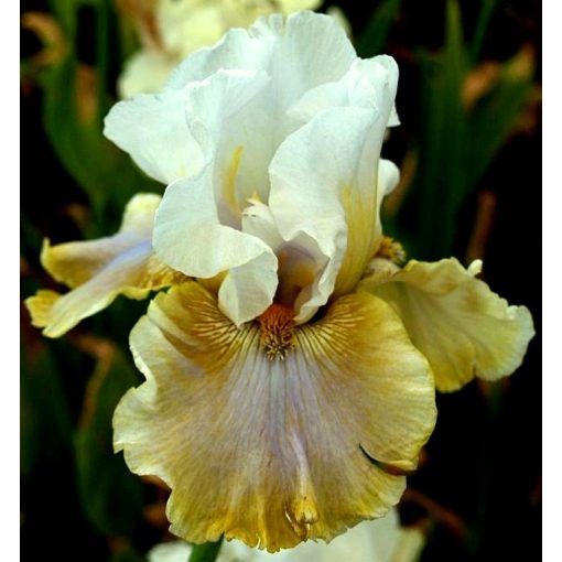 Iris MOJITO