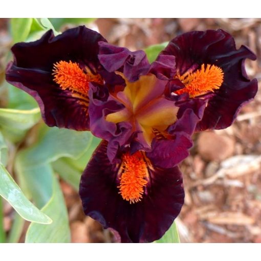 Iris MORDOR