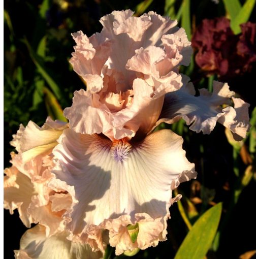 Iris MORNING IN PARIS