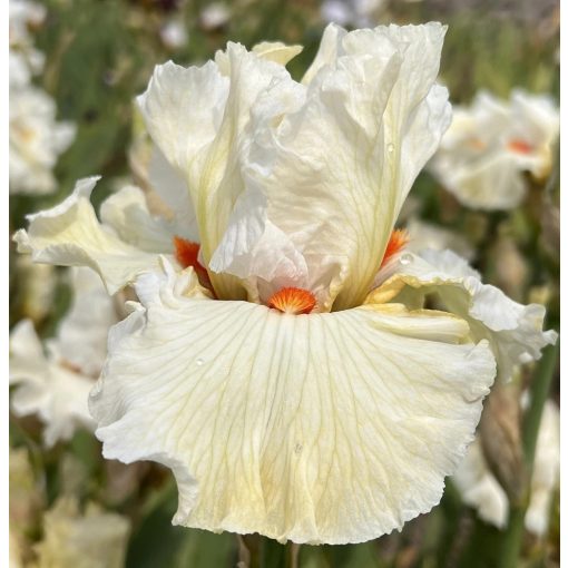 Iris MORNING MIMOSA